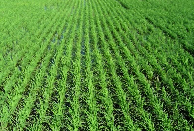 Produtores do Sul sofrem calote milionário em venda de arroz a Venezuela e Cuba