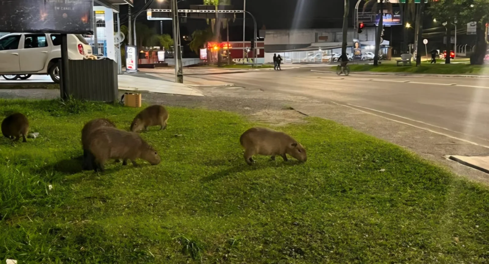 Capivaras viram atrações na Avenida Centenário